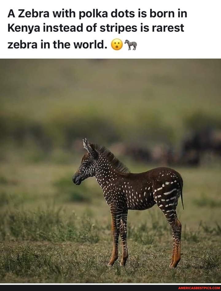 A Zebra with polka dots is born in
Kenya instead of stripes is rarest
zebra in the world.