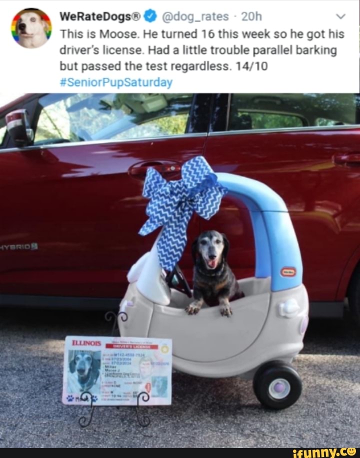 This is Moose. He turned 16 this week so he got his
driver's license. Had
a little trouble parallel barking
ut passed the test regardless. 14/10