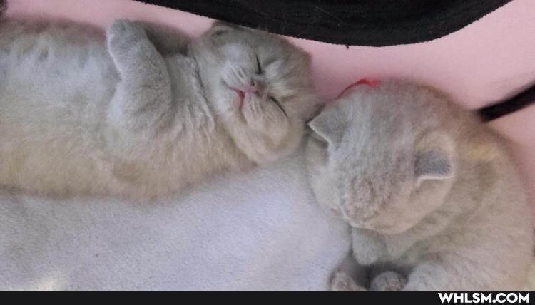 cat, love, caturday