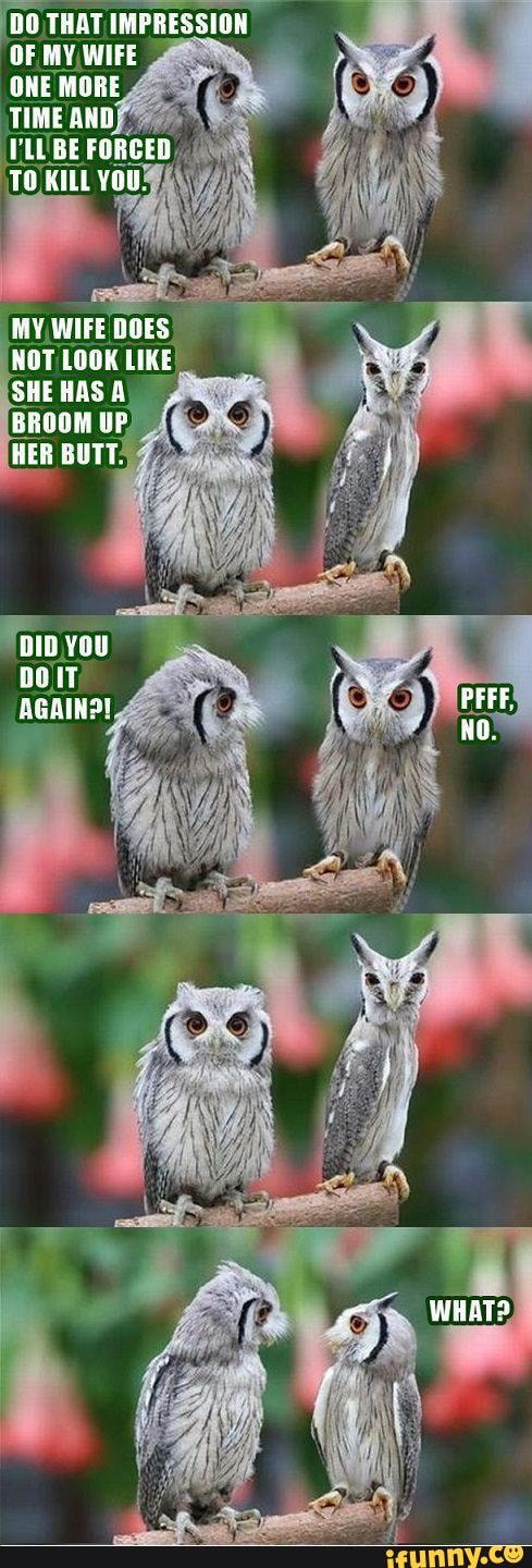 funny owl memes