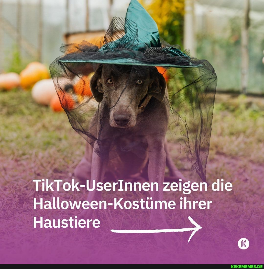 TikTok-UserInnen zeigen die
Kostüme ihrer
Haustiere