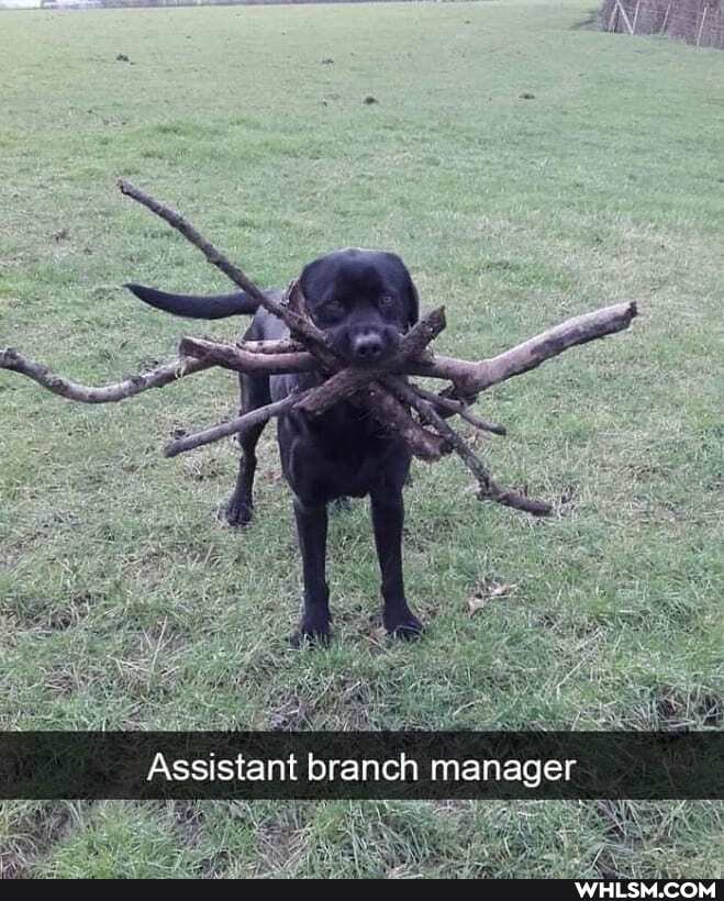 Assistant branch manager