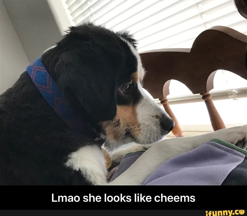 Lmao she looks like cheems - Lmao she looks like cheems