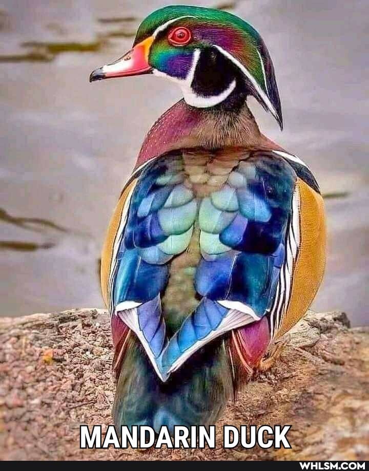 MANDARIN DUCK
