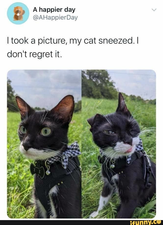 Ahappier day
/ @AHappierDay
I took a picture, my cat sneezed. I don't regret it.