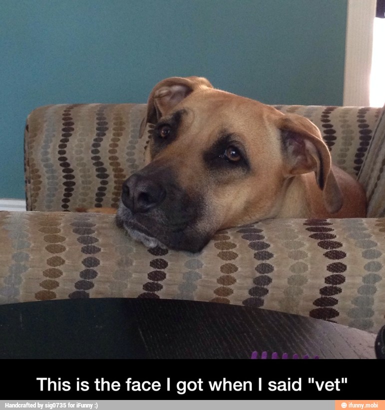 This is the face I got when I said "vet" - This is the face I got when I said "vet"