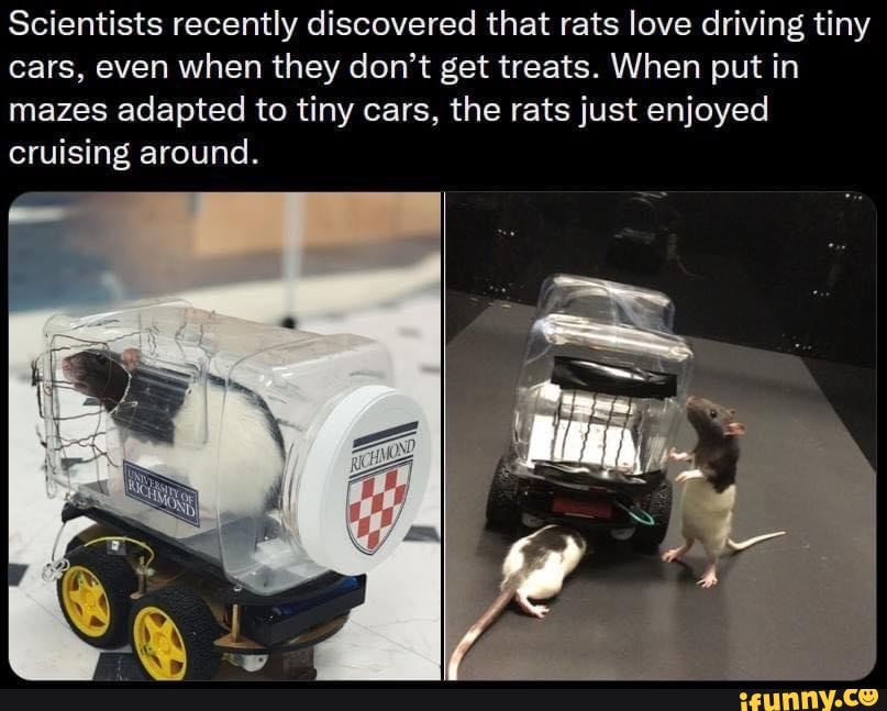 Rat Cars Science Scientists recently discovered that rats love driving tiny cars, even ...