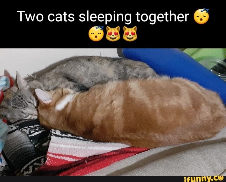 Two Cats Sleeping Together Ifunny 6404