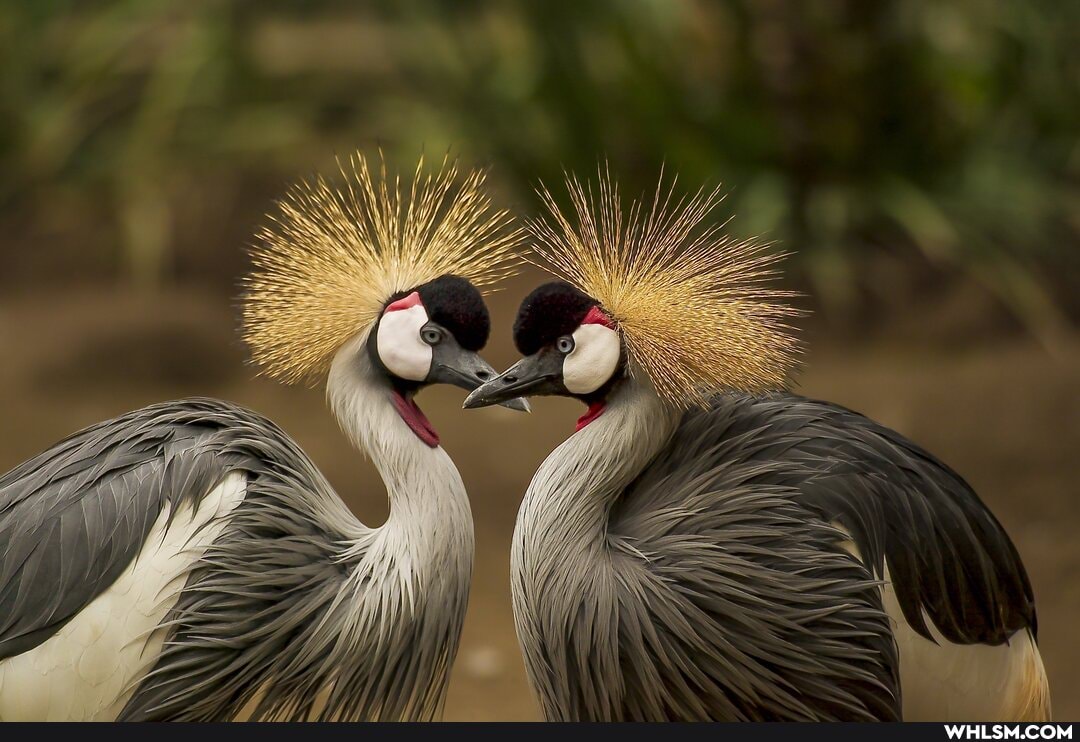 pets, birds, wildlife