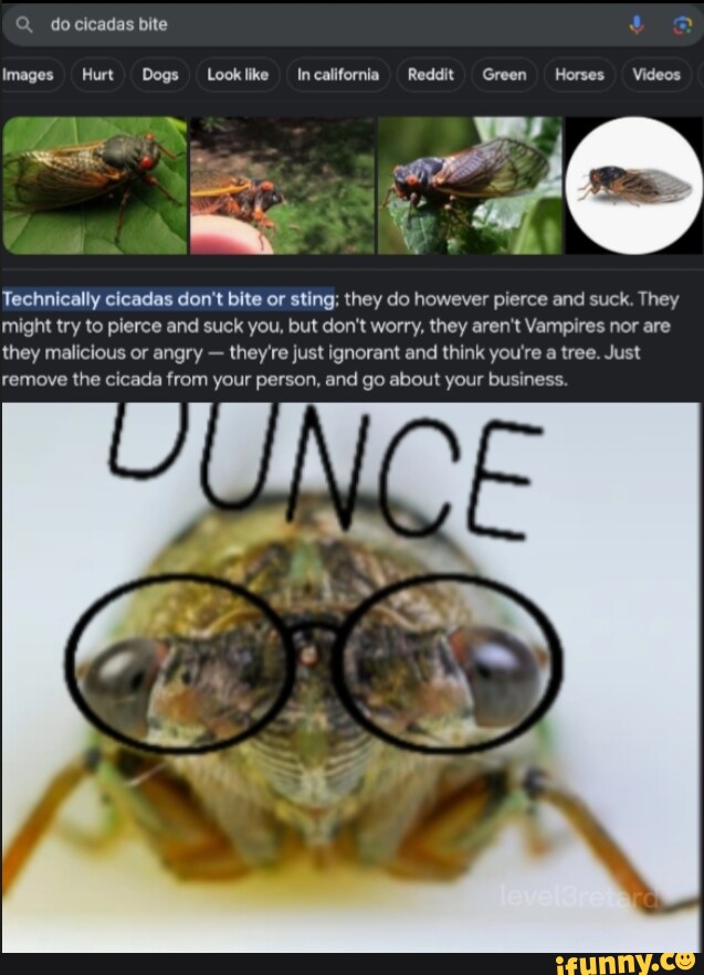 Cicadas Memes Best Collection Of Funny Cicadas Pictures On Ifunny