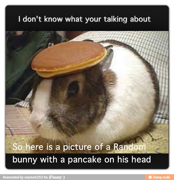 I don't know what your talking about
bunny with a
pancake on his head