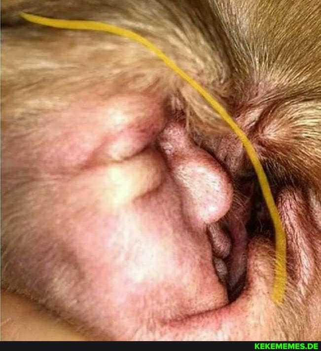 doggo, ear, looks, like, trump