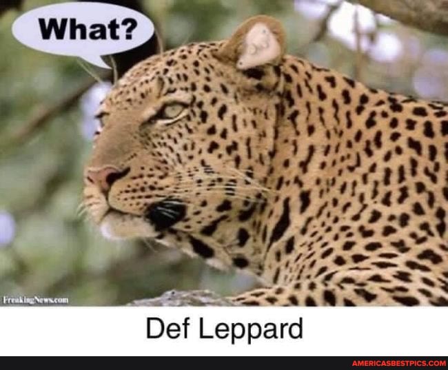 What?
"Hat
Pe
Def Leppard