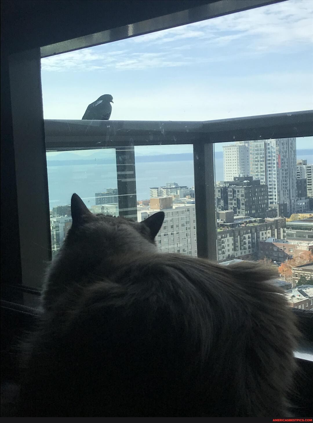 live, 22nd, floor, daily, pigeon, lands, balcony