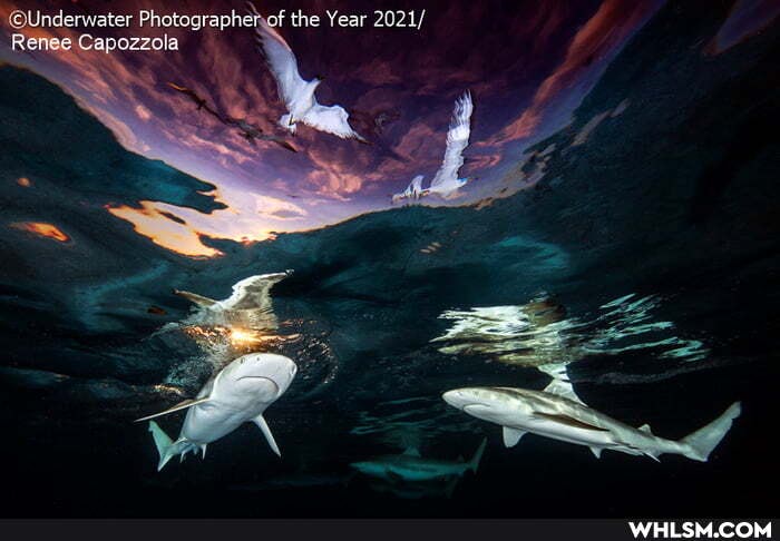 OUndenvater Photographetof the Year 2021/
Renee Capozzola