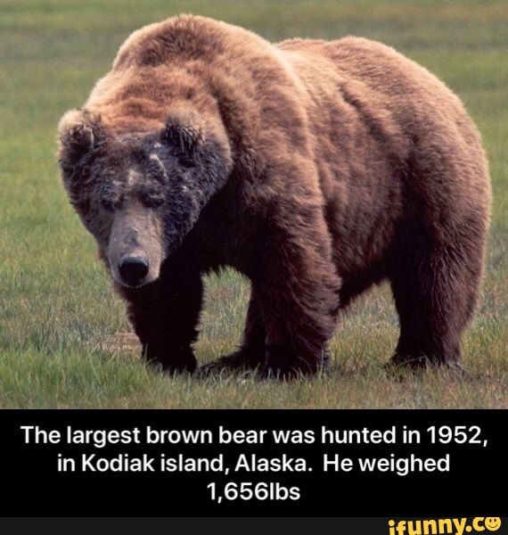 The largest brown bear was hunted in 1952, in Kodiak island, Alaska. He ...