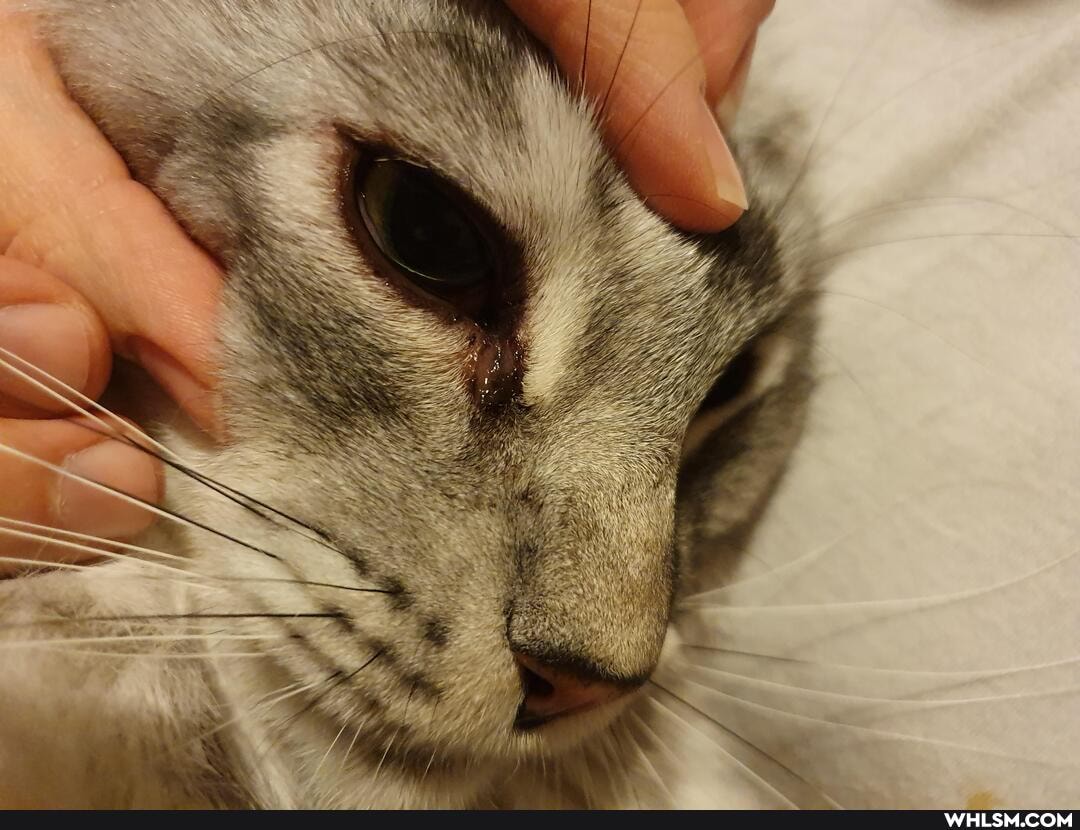 cats, eye, advice_animals, veterinary, inflammation