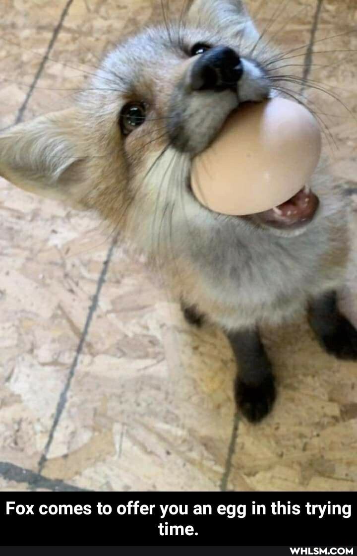 fe
Fox comes to offer you an egg in this trying time.