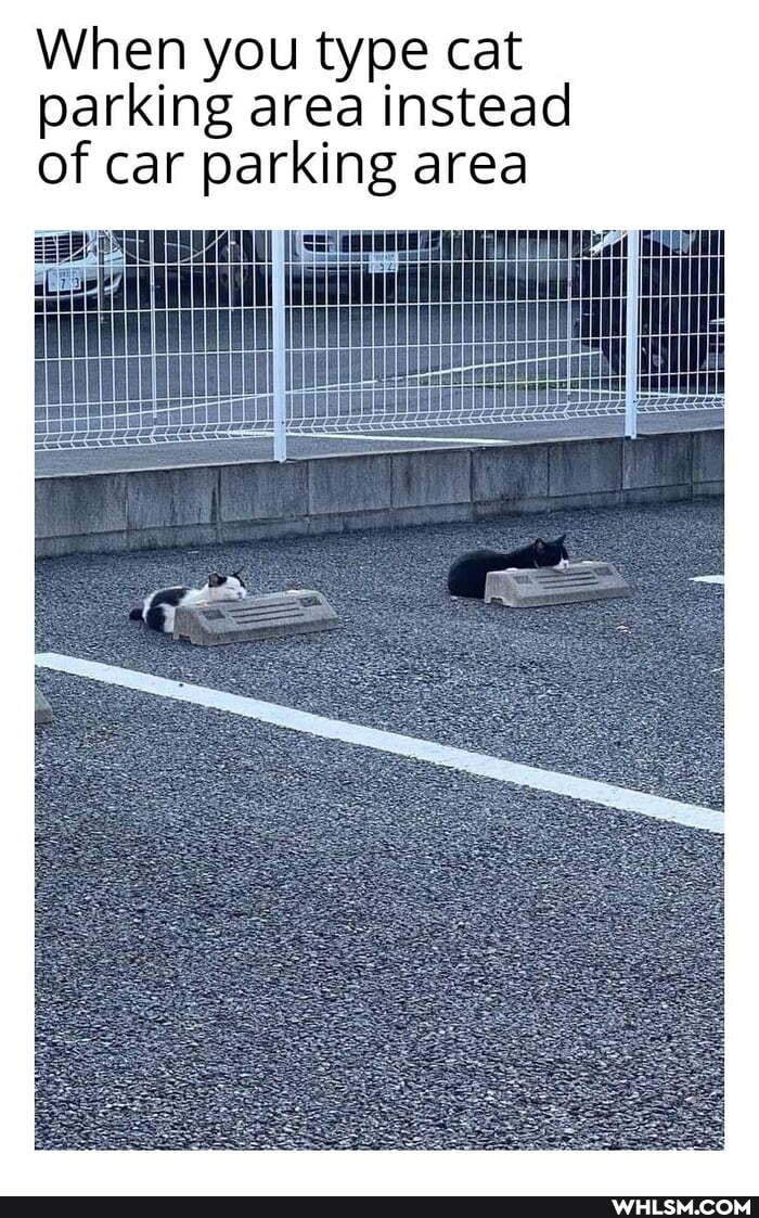 When you type cat parking area instead of car parking area