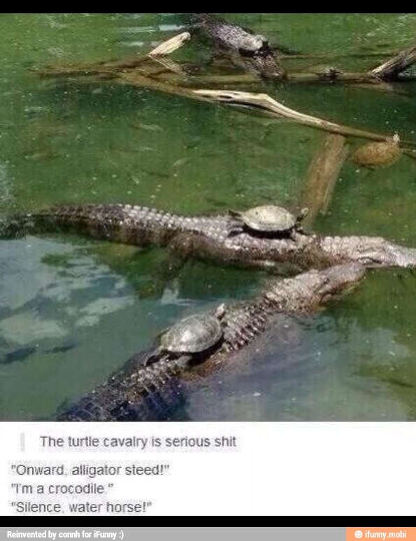 The turtie cavairy is serious shit
"Onward, alligator steed!"
"Tm a crocodile."
"Silence. water horse!"