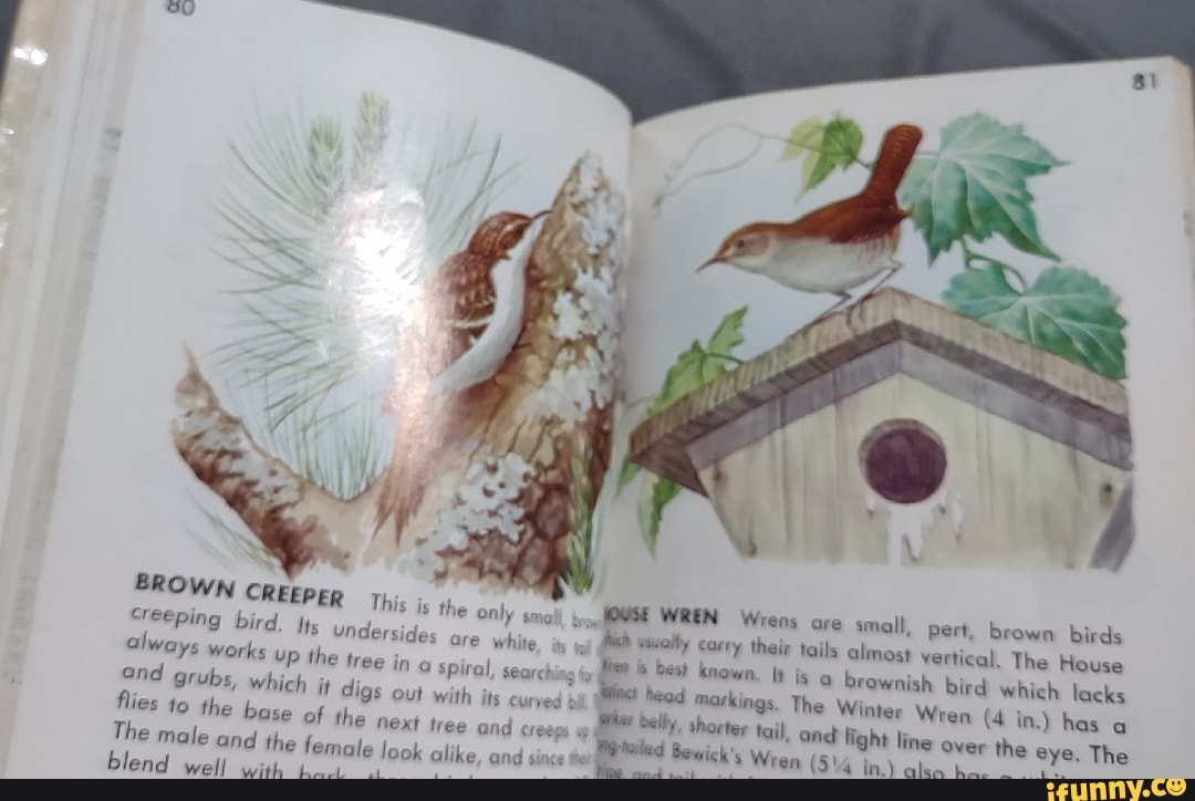 BROWN CREEPER th ts the The mole the female WREN Wrens ore small, Pert ...