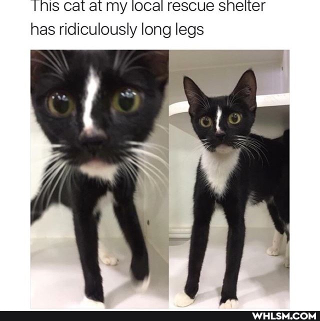 Is cat al my local rescue snelter has ridiculously long legs