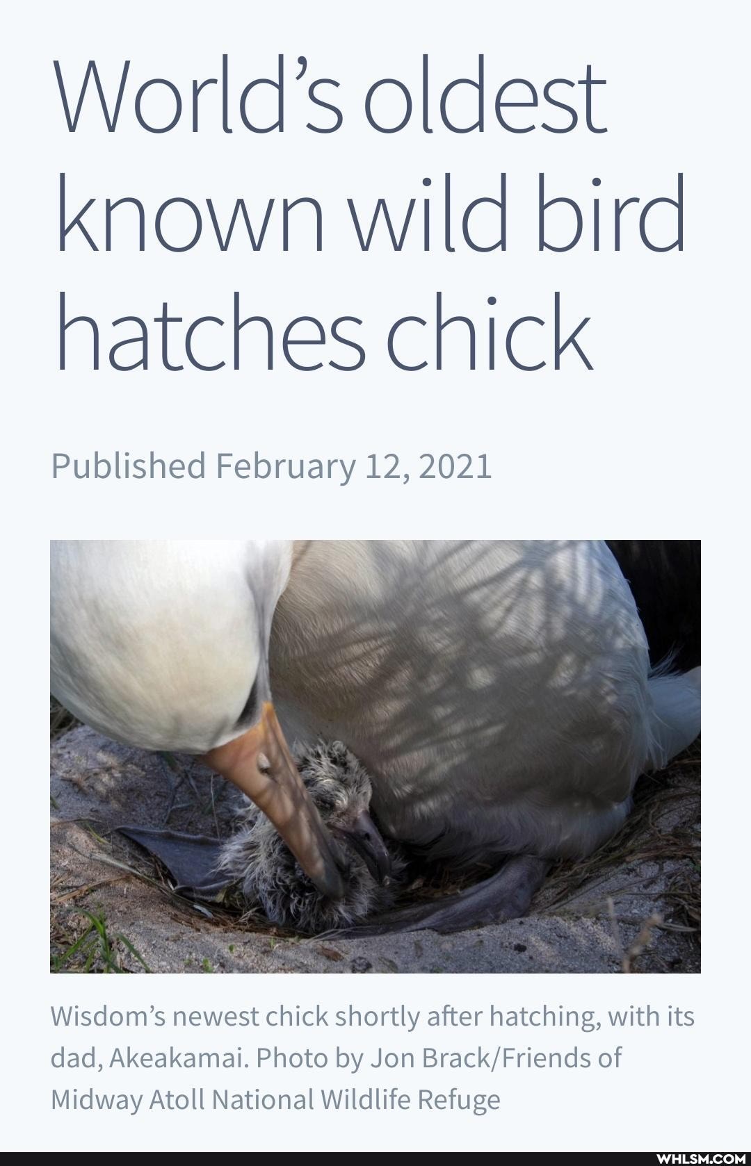 World's oldest known wild bird hatches chick
Published February 12, 2021
Wisdom's newest chick shortly after hatching, with its
dad, Akeakamai. Photo by Jon Brack Friends of
Midway Atoll National Wildlife Refuge