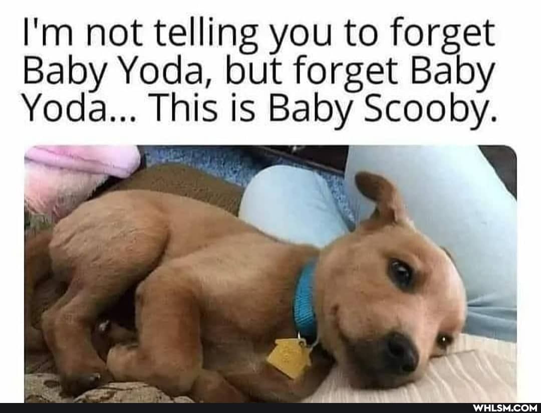 I'm not telling you to forget
Baby Yoda, but forget Baby
Yoda... This is Baby Scooby.
ry X