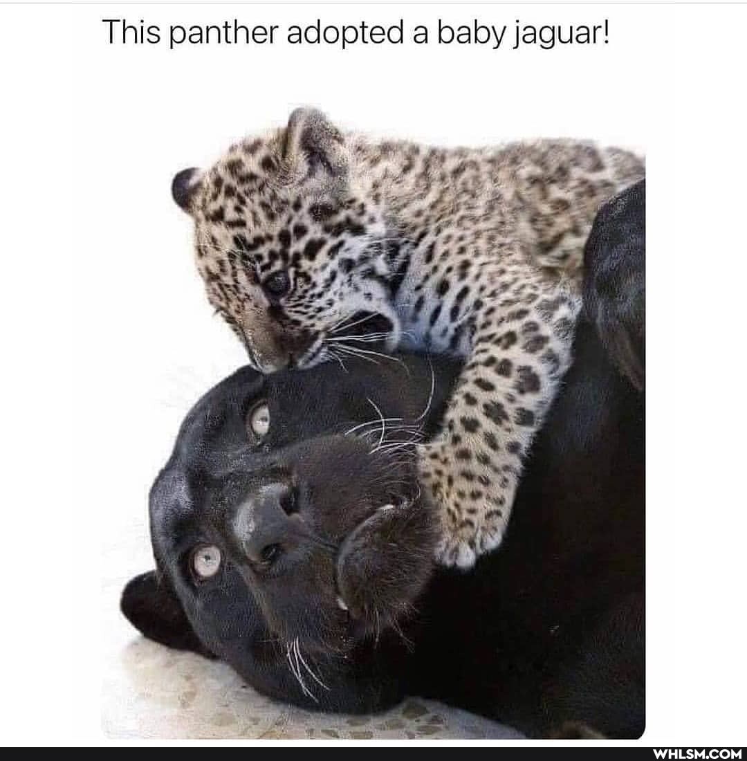 This panther adopted a baby jaguar!