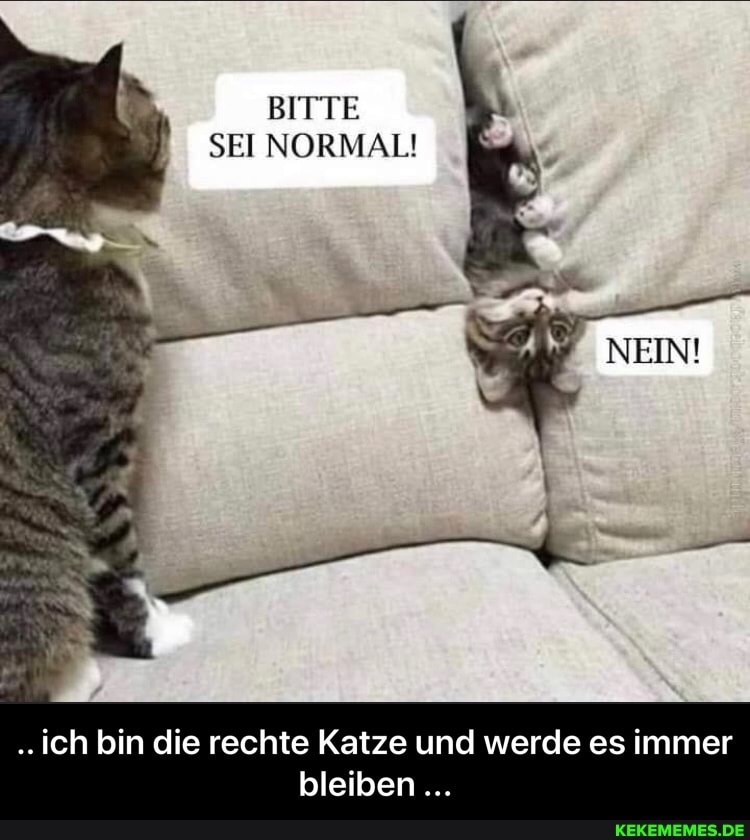 BITTE SEI NORMAL!
Ich bin die rechte Katze und werde es immer bleiben - .. ich bin die rechte Katze und werde es immer bleiben ...