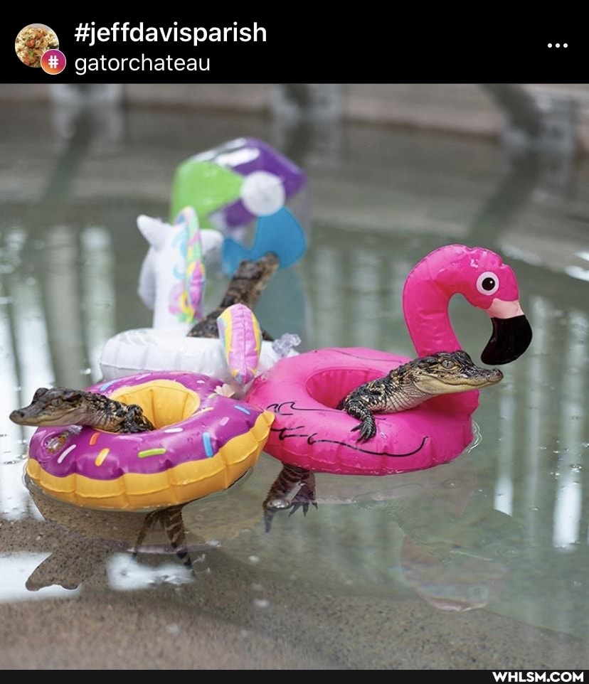 aww, baby_animals, jeffdavisparish