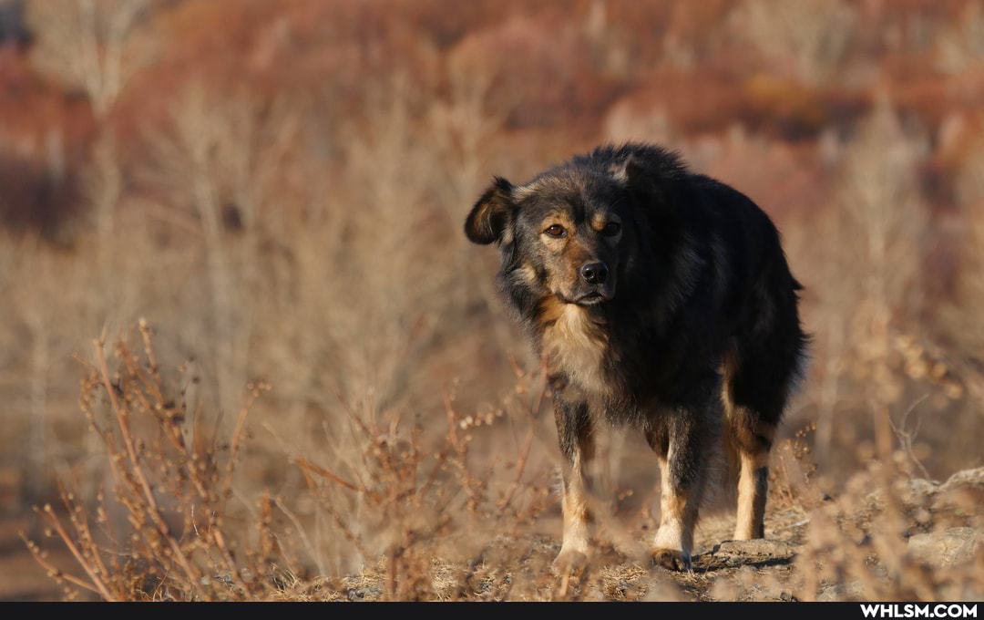 photography, mongolia, cute_animal, goldenhour