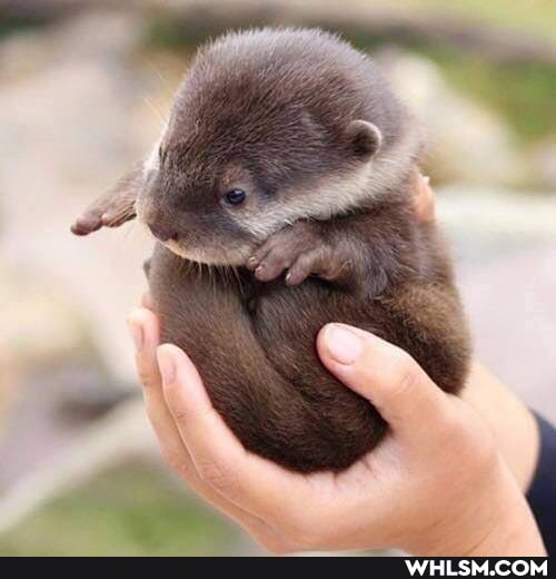 aww, baby_animals, otter, cuteness_overload