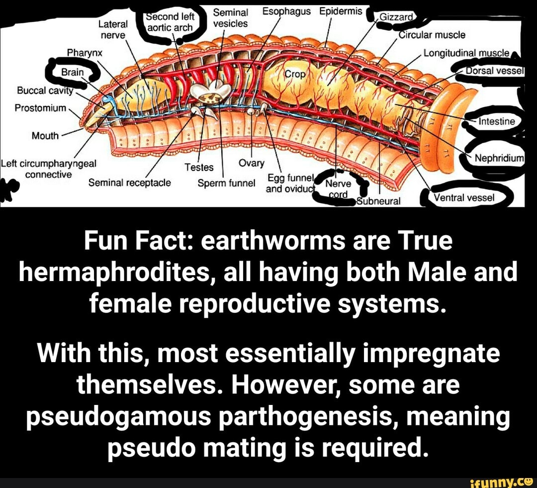 Left circumpharyngeal connective Egg funne Seminal receptacle Sperm