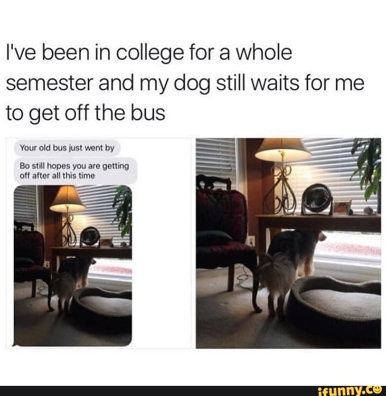 Ive been in college for a whole
semester and my dog still waits for me
to get off the bus
Your old bus just went by
Bo still hopes you are getting
off after all this time