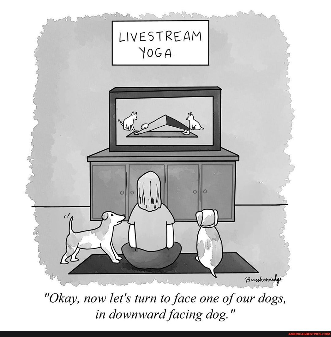 "Okay, now let's turn to face one of our dogs, in downward facing dog."
