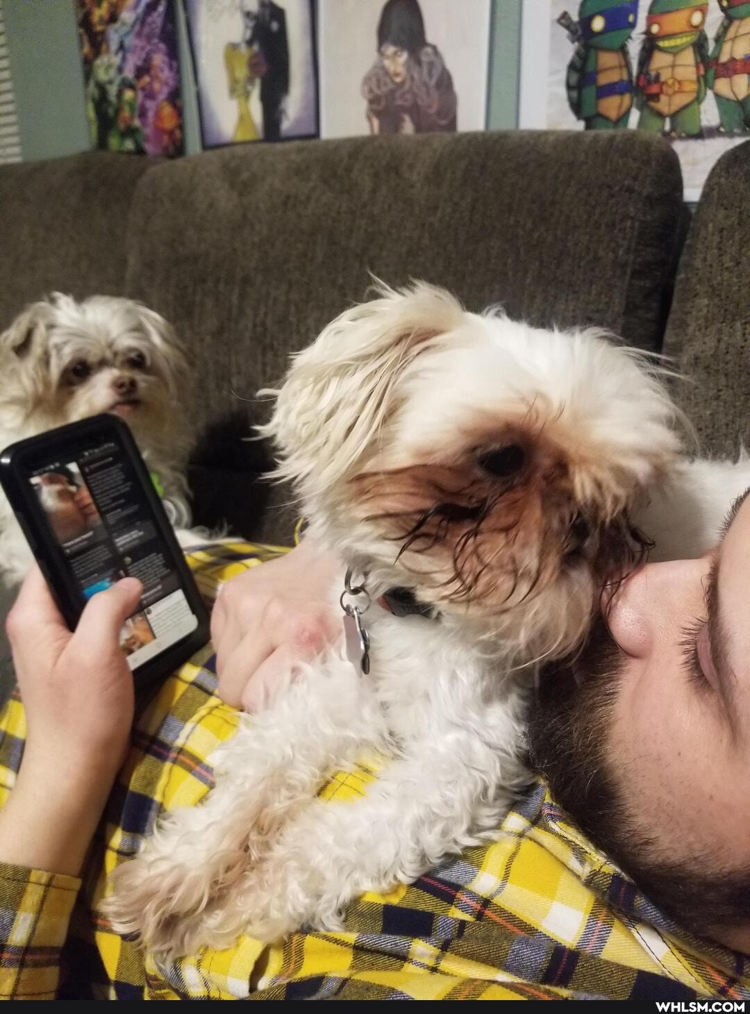 funny, puppy, dog