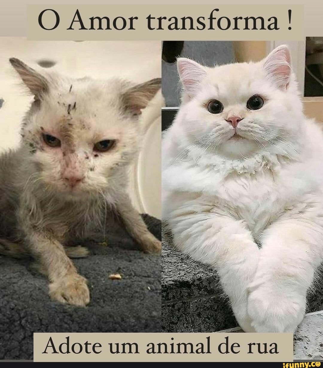 O Amor transforma !
Adote um animal de rua