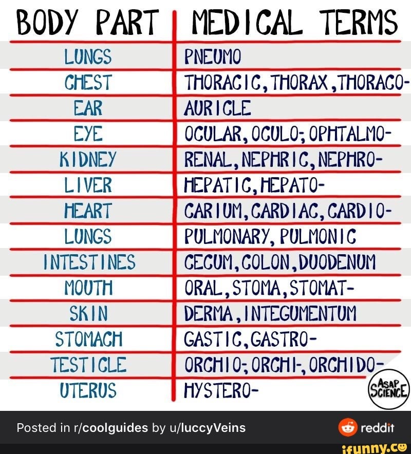 terminology-and-phlebotomy-pic-dump-body-part-i-medical-terms-lungs