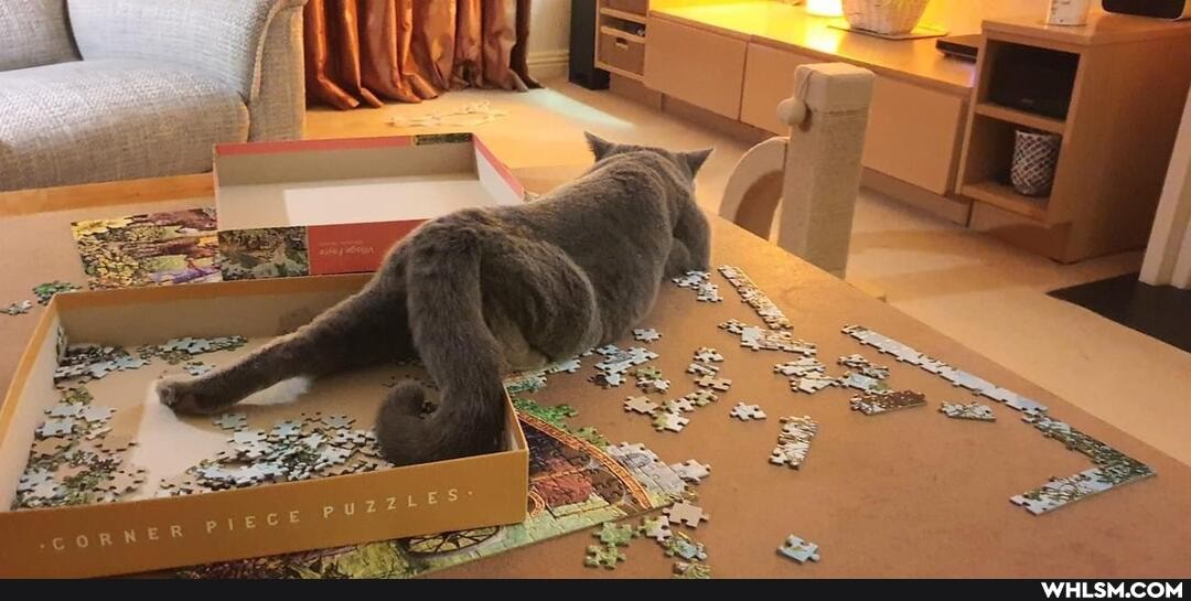 cat, pets, love, funny