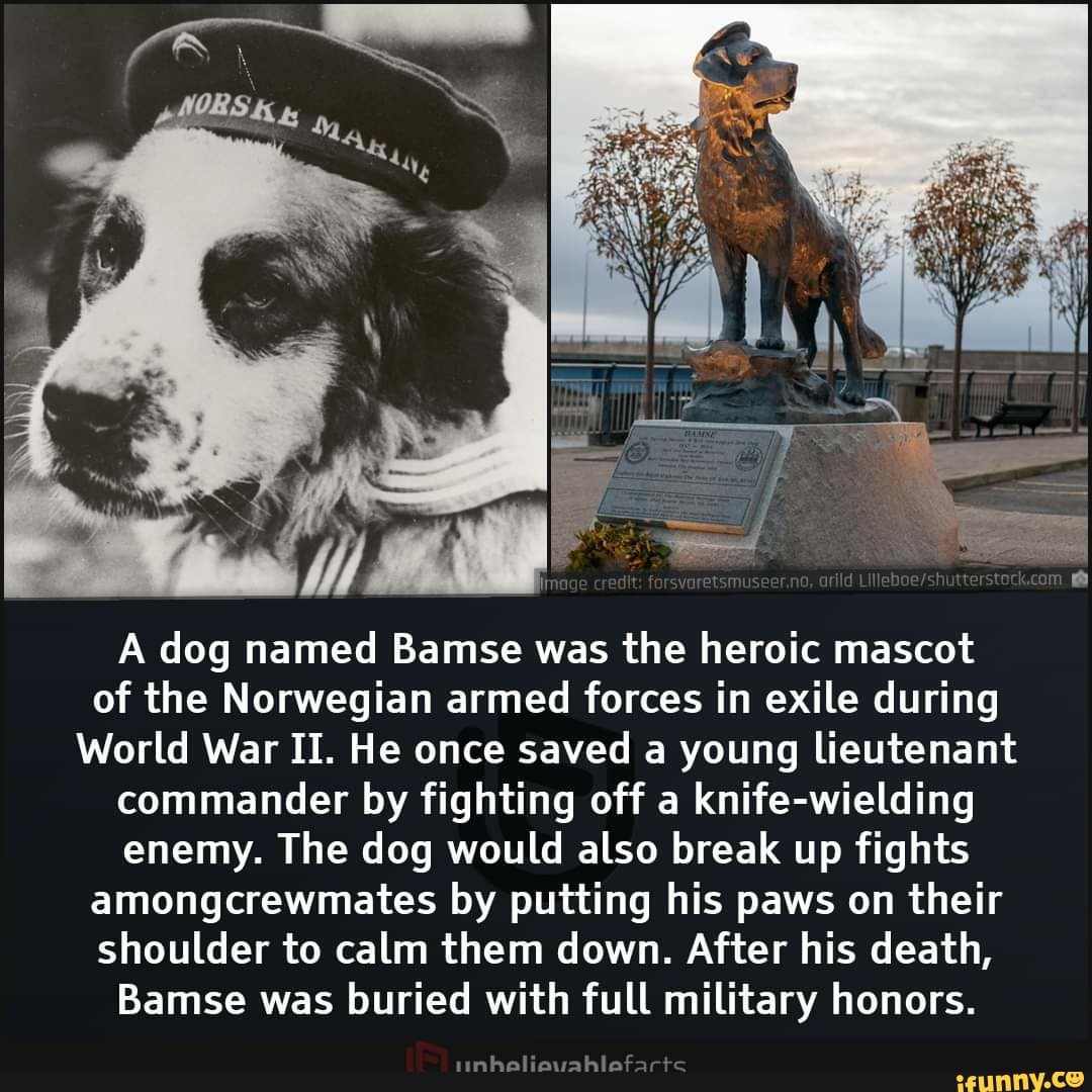 OBS
A dog named Bamse was the heroic mascot of the Norwegian armed forces in exile during
World War II. He once saved a young lieutenant commander by fighting off a knife-wielding enemy. The dog would also break up fights amongcrewmates by putting his paws on their shoulder to calm them down. After his death,
Bamse was buried with full military honors.