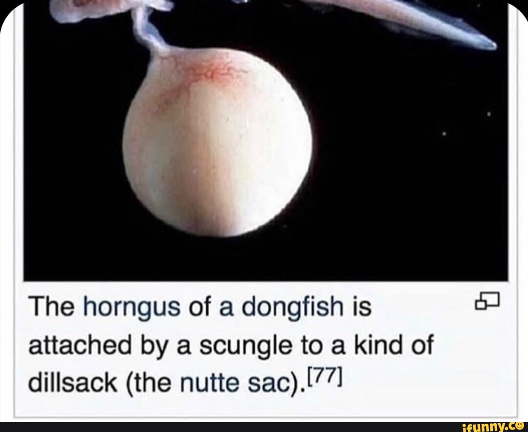 The horngus of a dongfish is attached by a scungle to a kind of ...