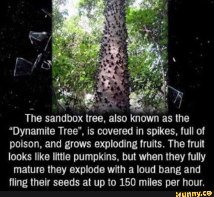 Fa The sandbox tree, also known as the 