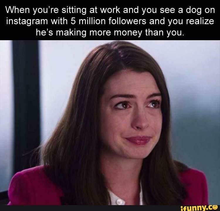 When you're sitting at work and you see a dog on instagram with 5 million followers and you realize he's making more money than you.