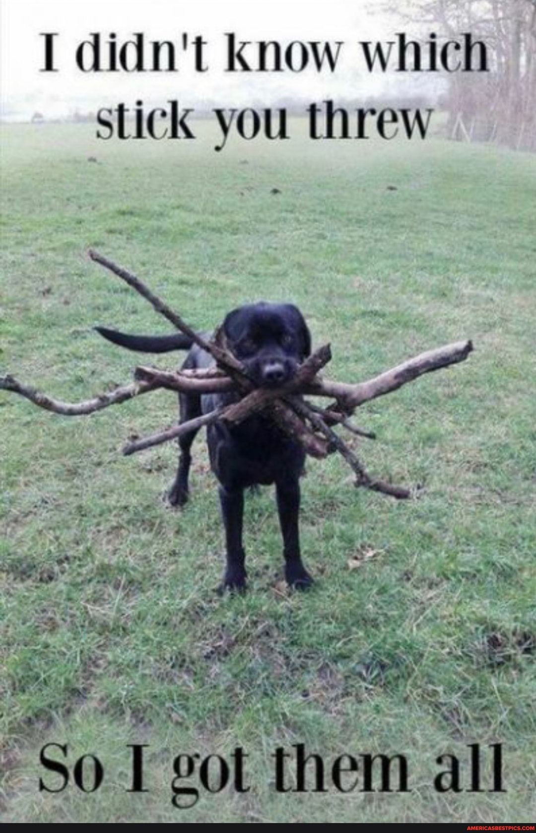 I didn't Know which stick you threw
ar hie- e?
So. Fgott Hemn. ar