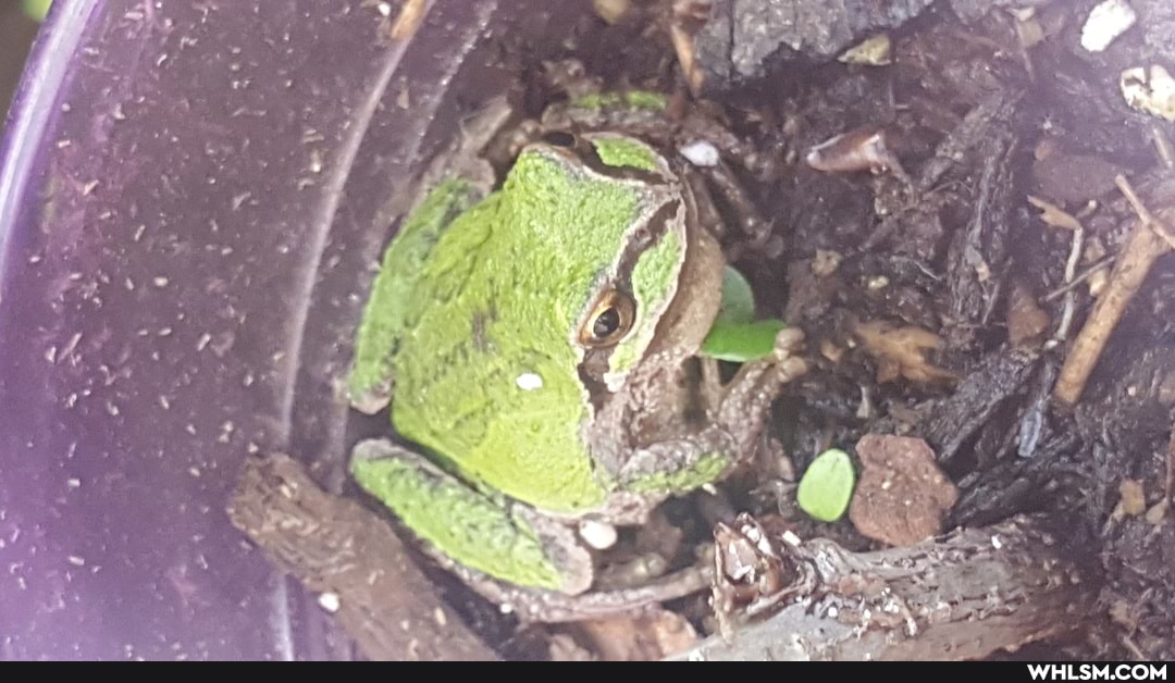 wildlife, frog, amphibian, ribbit