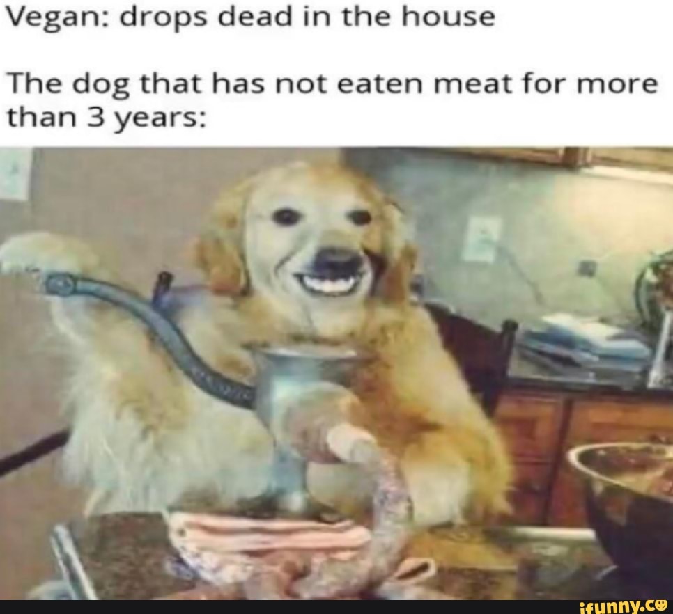 Vegan: drops dead in the house The dog that has not eaten meat for more ...