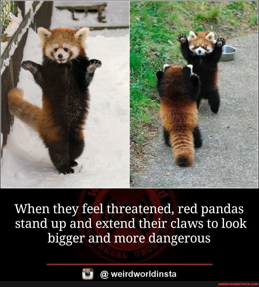 When They Feel Threatened Red Pandas Stand Up And Extend Their Claws To Look Bigger And More Dangerous Fr Waeirdwinrldincta America S Best Pics And Videos When They Feel Threatened Red Pandas Stand Up And Extend Their Claws To Look Bigger And More Dangerous Fr Waeirdwinrldincta America S Best Pics And Videos