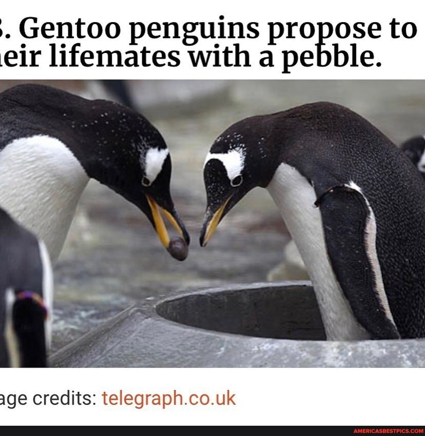 . Gentoo penguins propose to eir lifemates with a pebble.
age credits: telegraph.co.uk