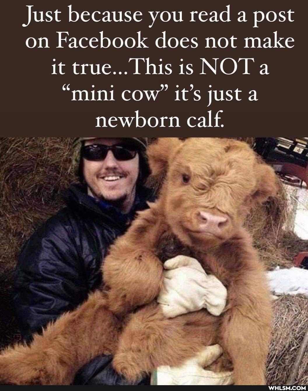 Just because you read a post on Facebook does not make it true... This is NOT a
"mini cow" it's just a newborn calf.